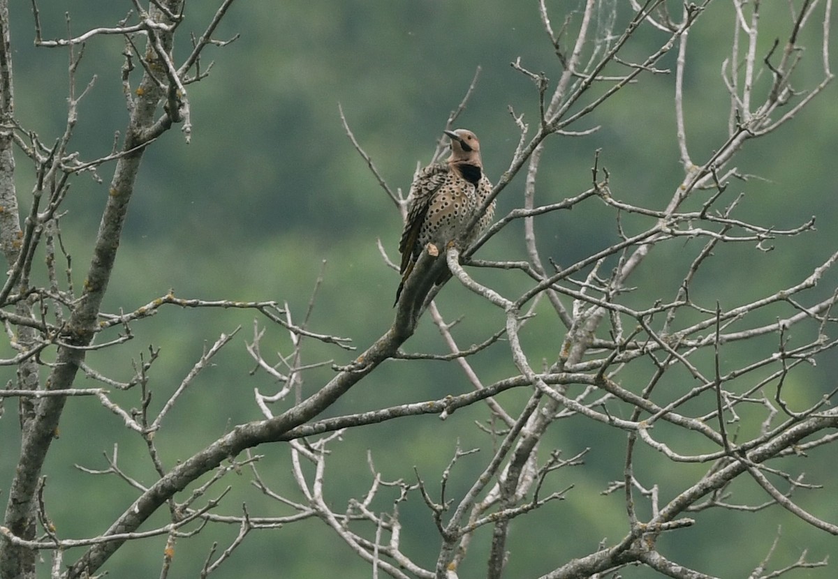 Northern Flicker - ML582145971