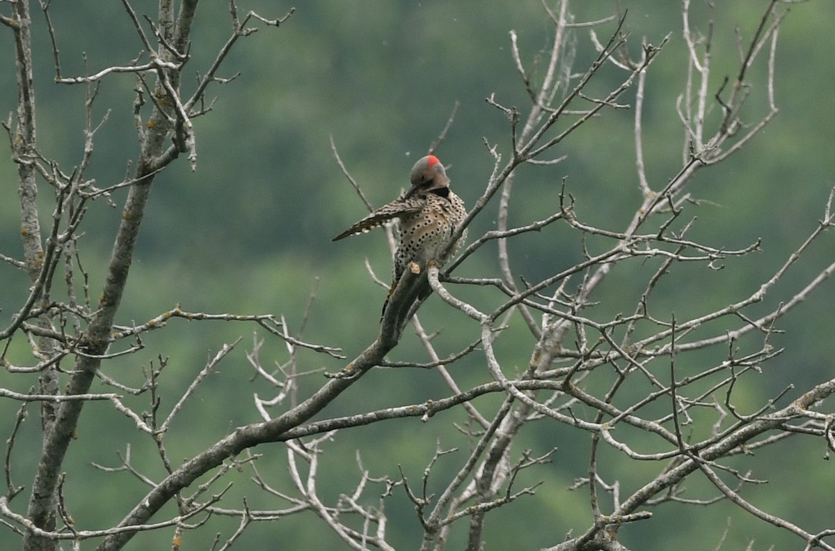 Northern Flicker - ML582145981