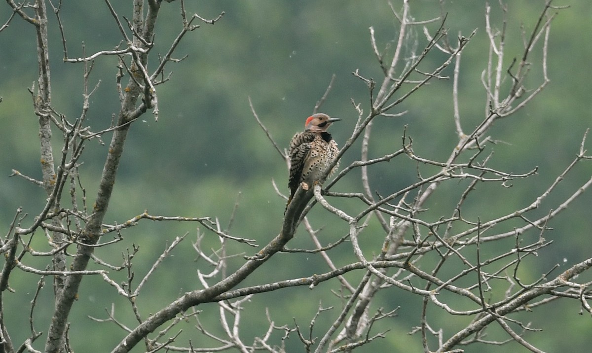 Northern Flicker - jean pierre machet