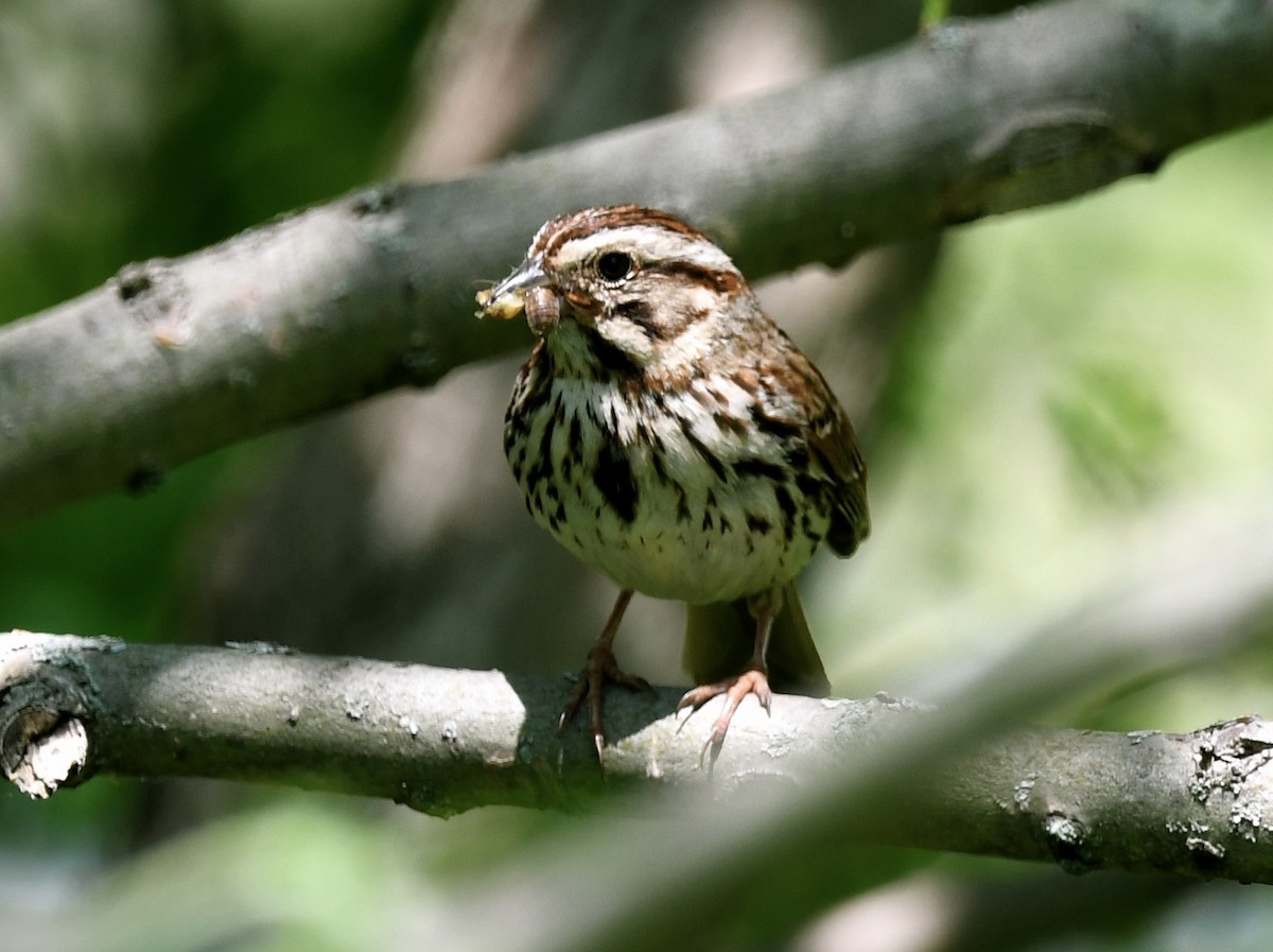 Song Sparrow - ML582146141