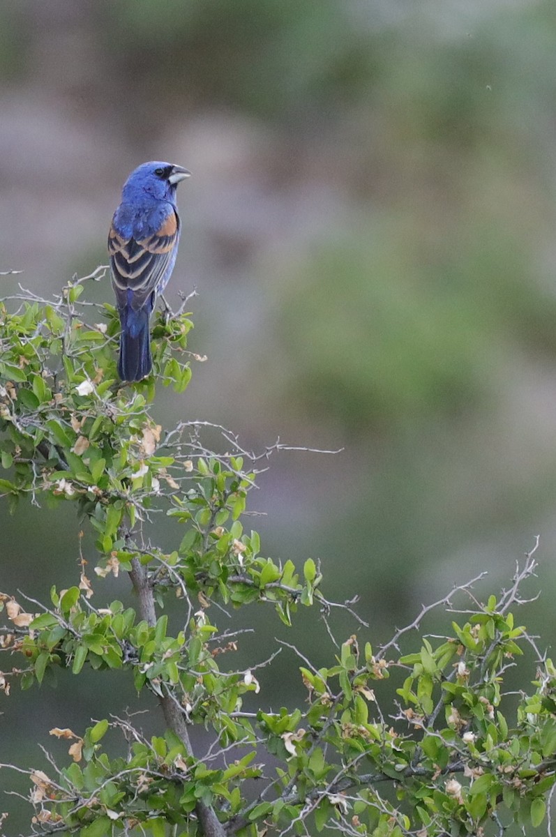 Blue Grosbeak - Tom Forwood JR