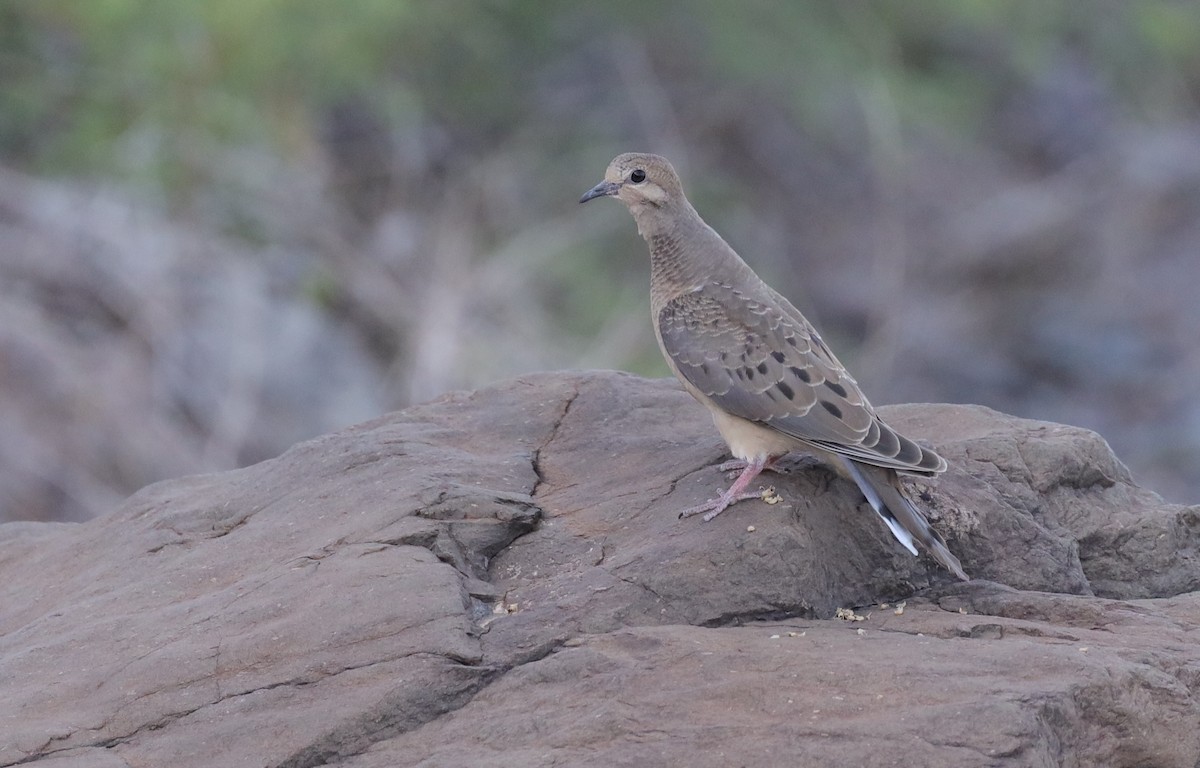 Mourning Dove - ML582146621