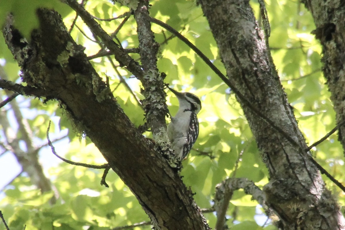 Hairy Woodpecker - ML582146851