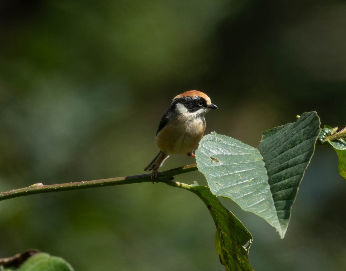 Black-throated Tit - ML582147711