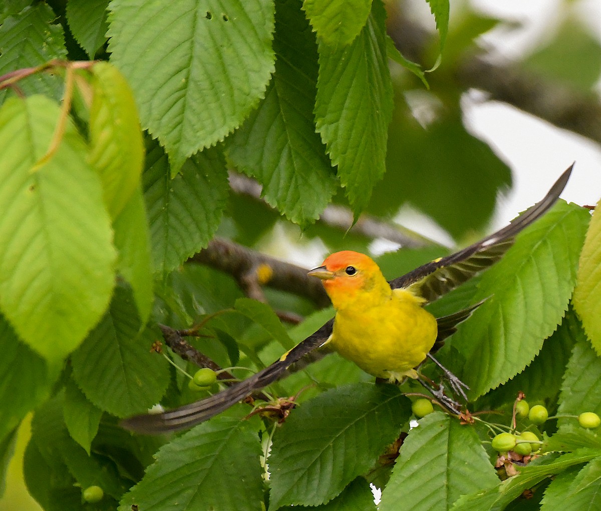 Western Tanager - ML58214821