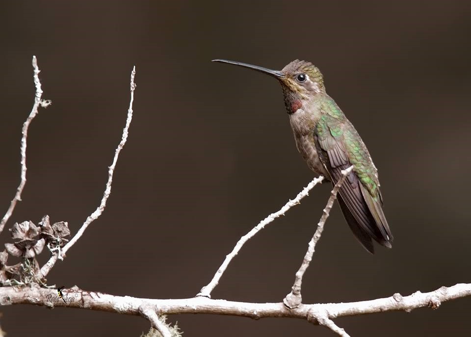 Plain-capped Starthroat - ML58214841