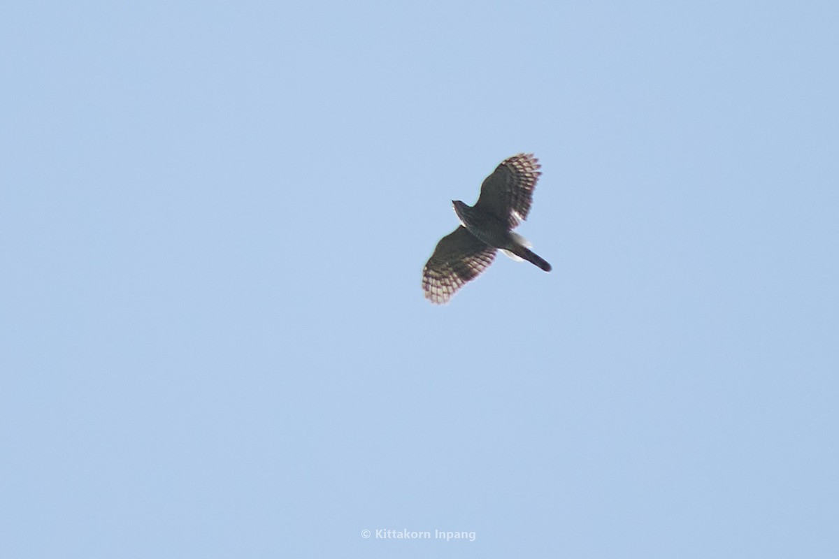 Crested Goshawk - ML582148811