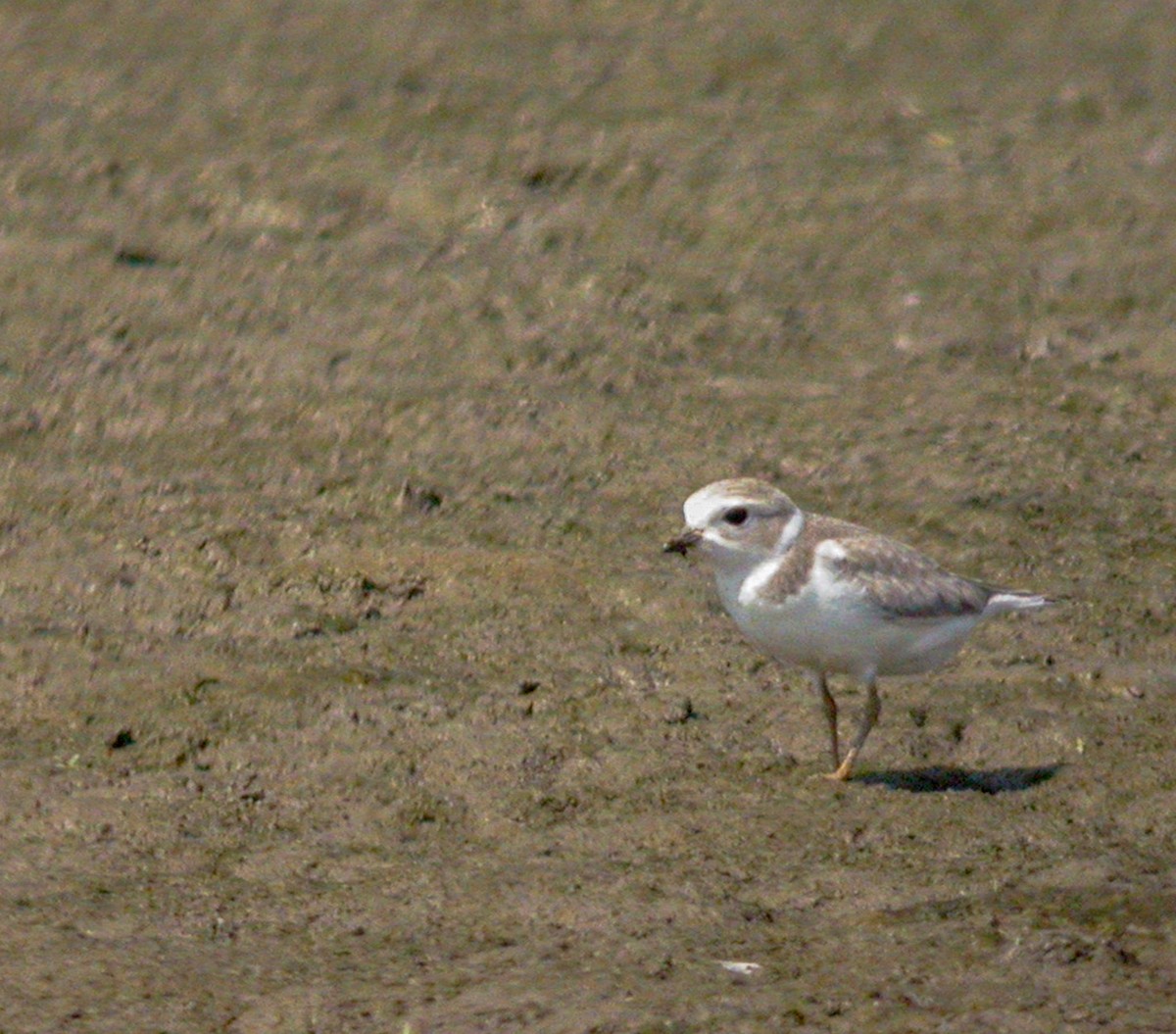 Piping Plover - ML582149361