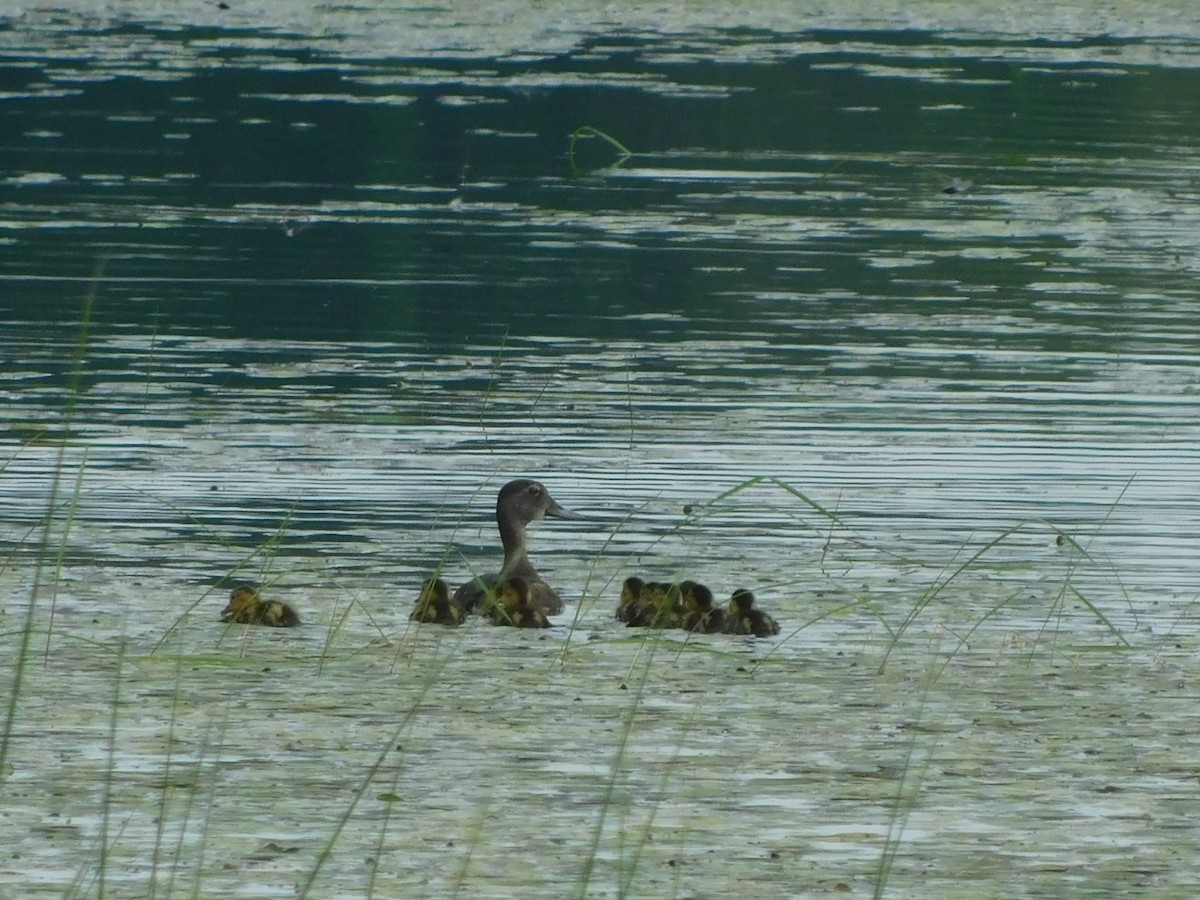 polák proužkozobý - ML582151421