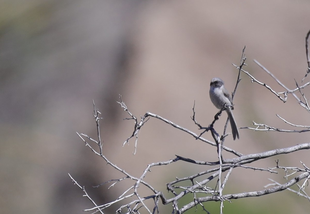 Bushtit (Interior) - Tom Forwood JR