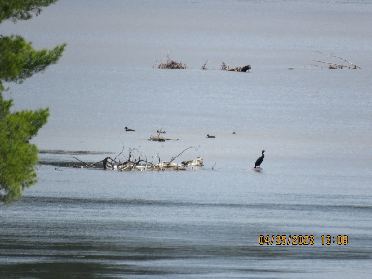 Double-crested Cormorant - ML582152591
