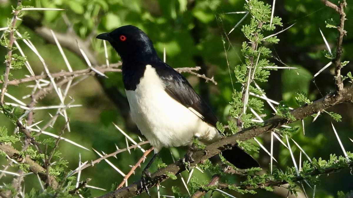 Magpie Starling - ML582152601