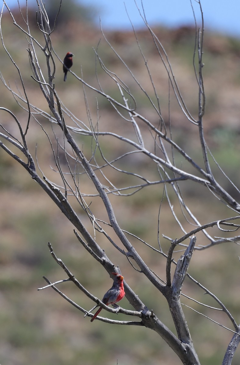 Pyrrhuloxia - ML582152641