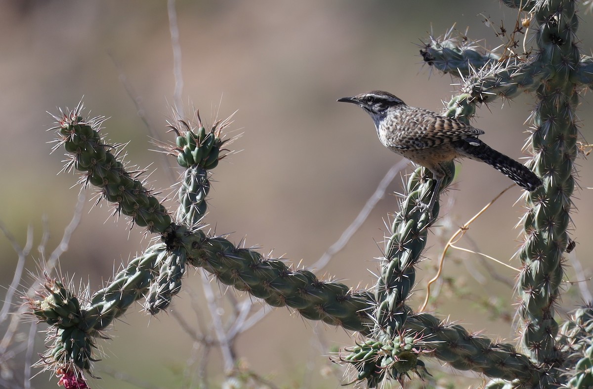 Cactus Wren - ML582152681