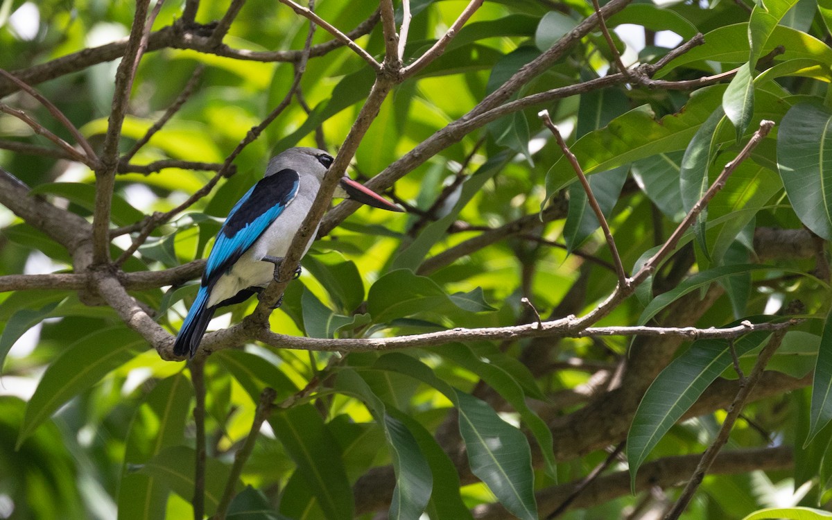 Woodland Kingfisher - PATRICK BEN SOUSSAN