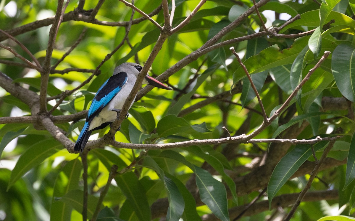 Woodland Kingfisher - ML582153931