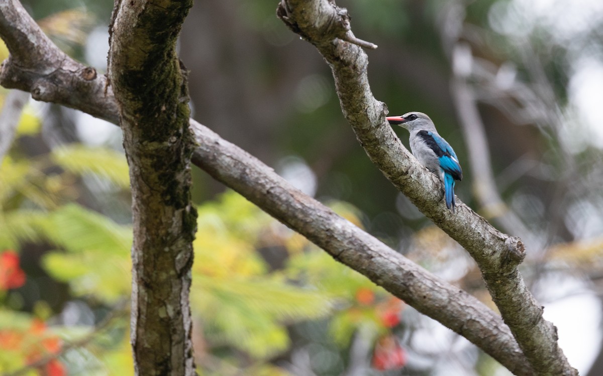 Woodland Kingfisher - PATRICK BEN SOUSSAN