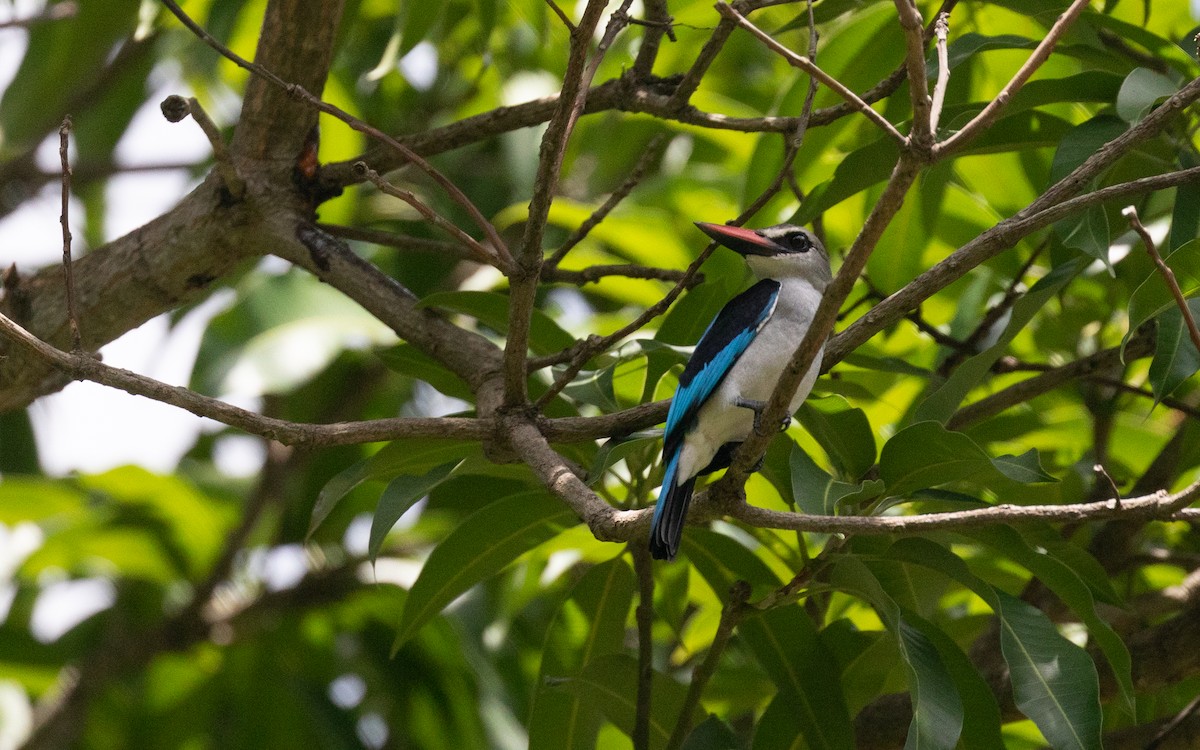 Woodland Kingfisher - PATRICK BEN SOUSSAN