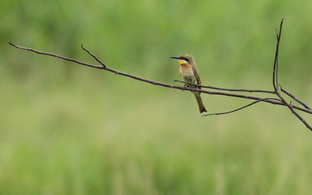 Little Bee-eater - PATRICK BEN SOUSSAN