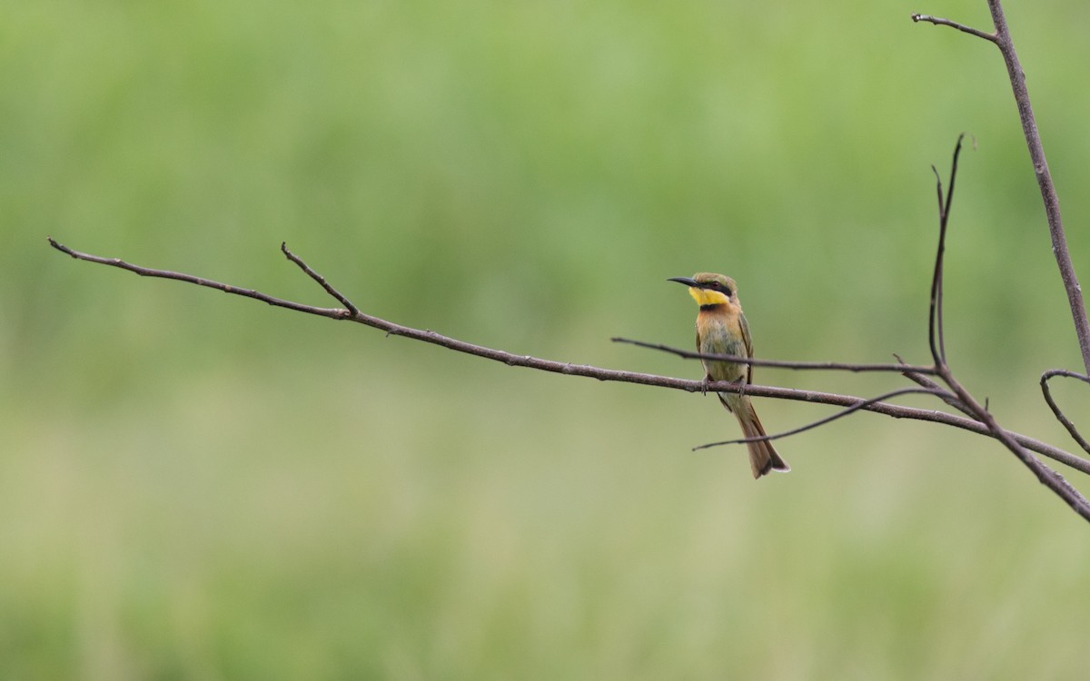 Little Bee-eater - PATRICK BEN SOUSSAN