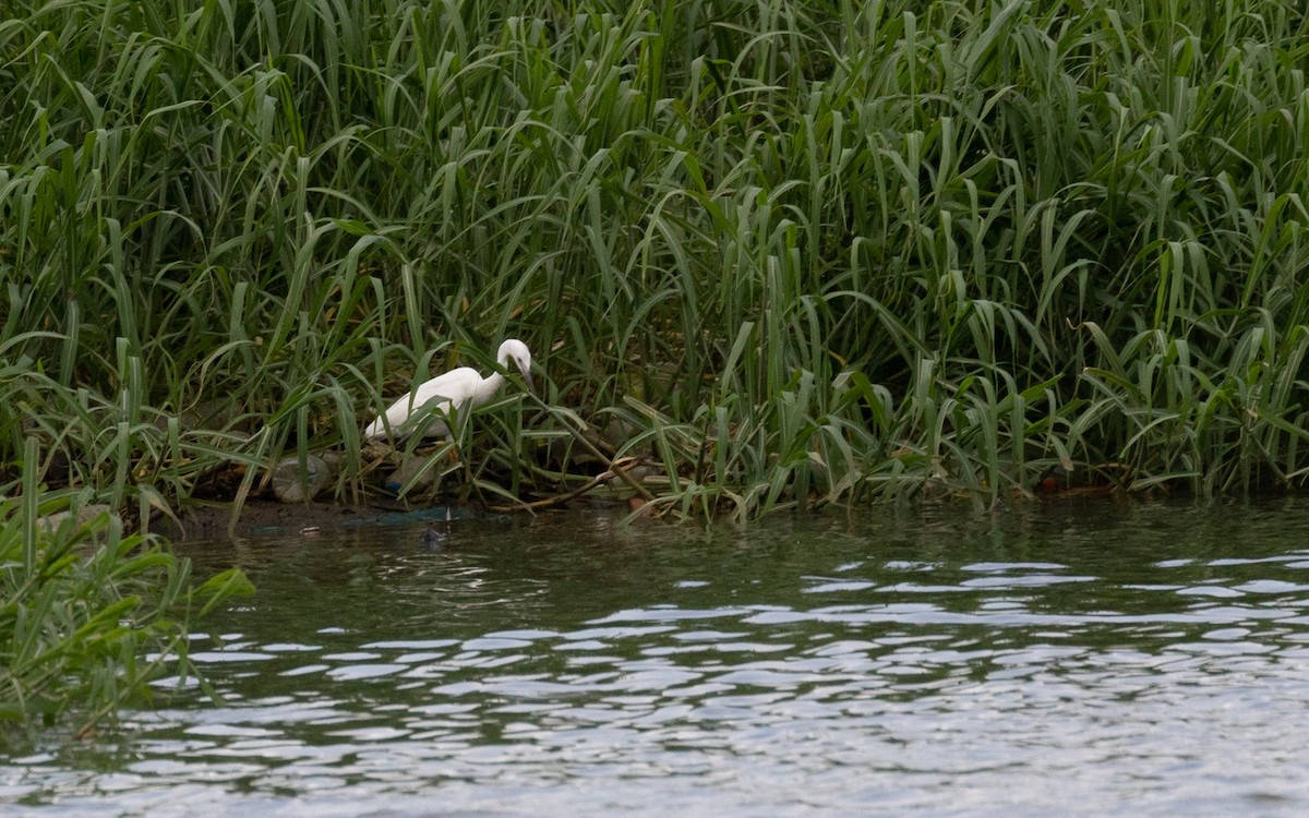 小白鷺 - ML582154451