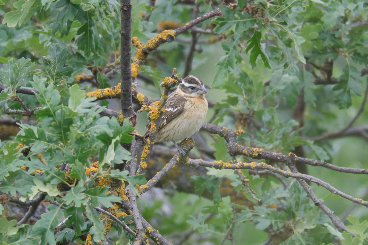 Black-headed Grosbeak - ML582154461