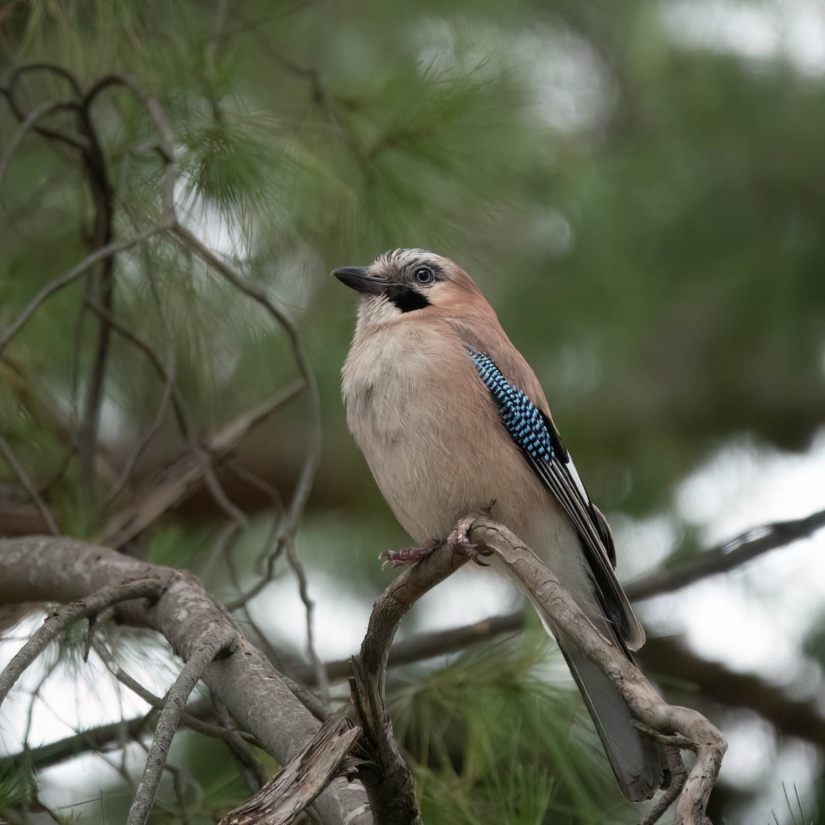 Eurasian Jay - ML582154621