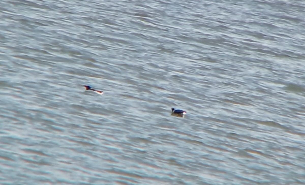 Ancient Murrelet - ML582154821