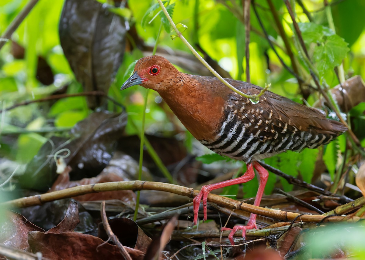 Kırmızı Ayaklı Kestane Yelvesi - ML582155001