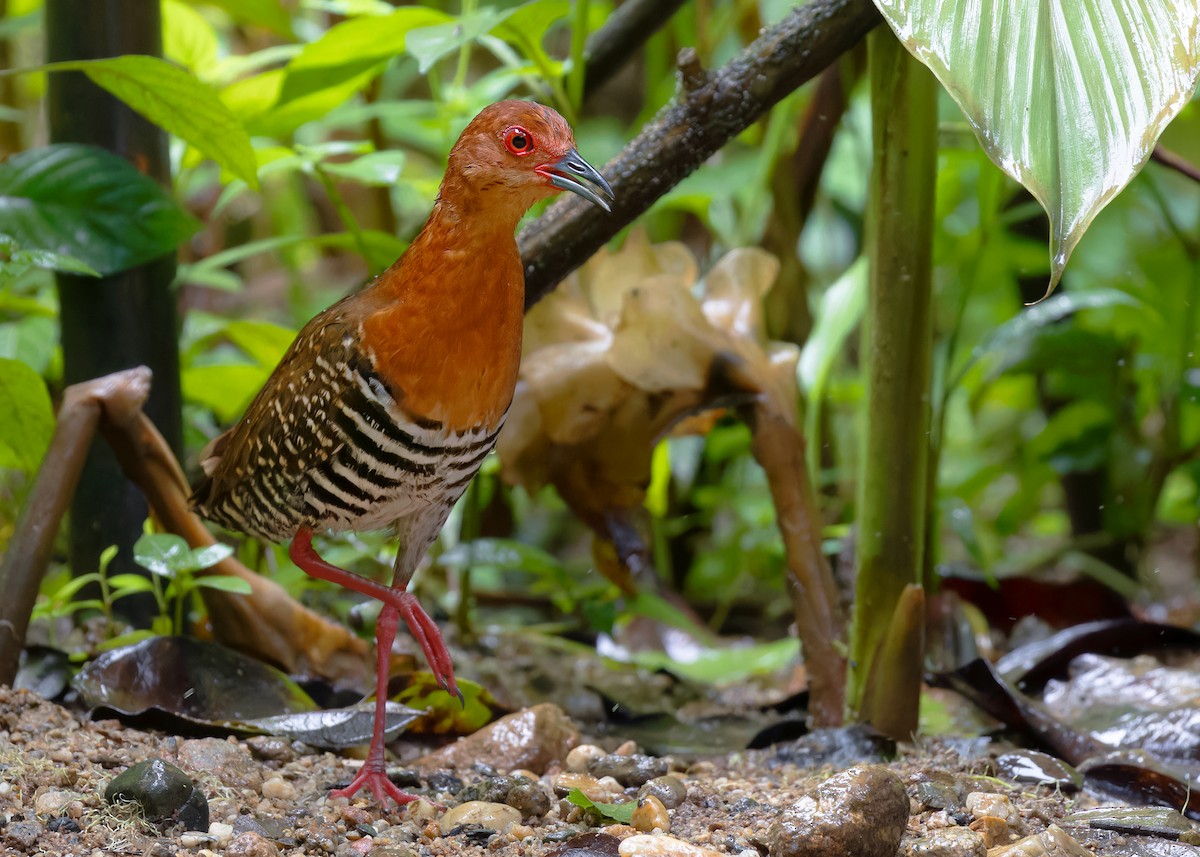 Kırmızı Ayaklı Kestane Yelvesi - ML582155011