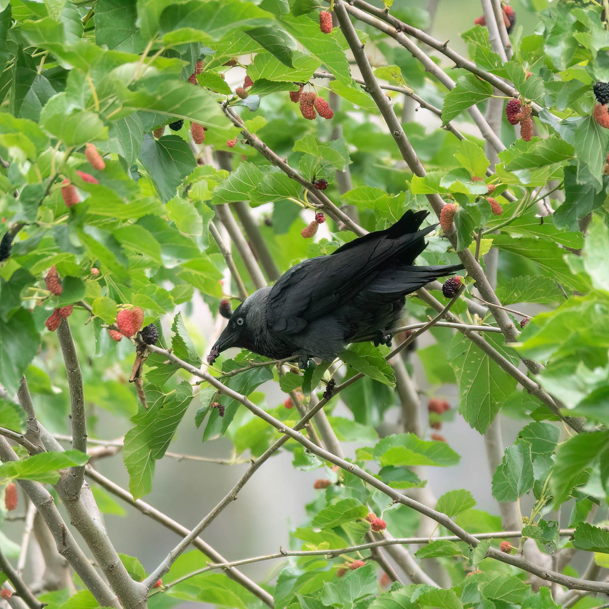 Eurasian Jackdaw - ML582155151