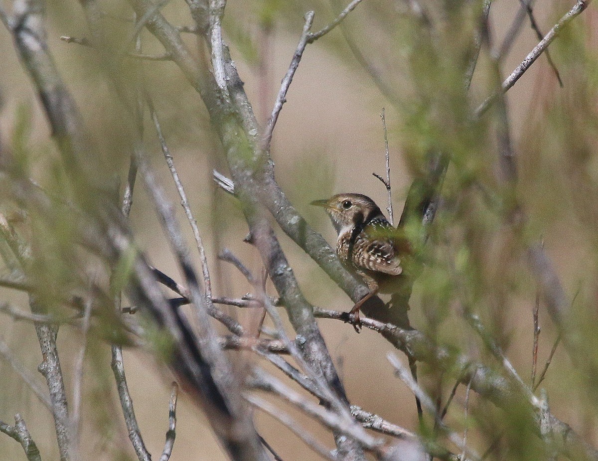 Sedge Wren - ML58215601