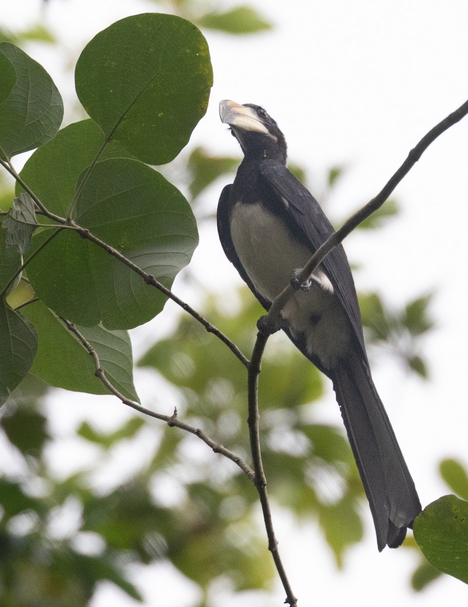 West African Pied Hornbill - PATRICK BEN SOUSSAN