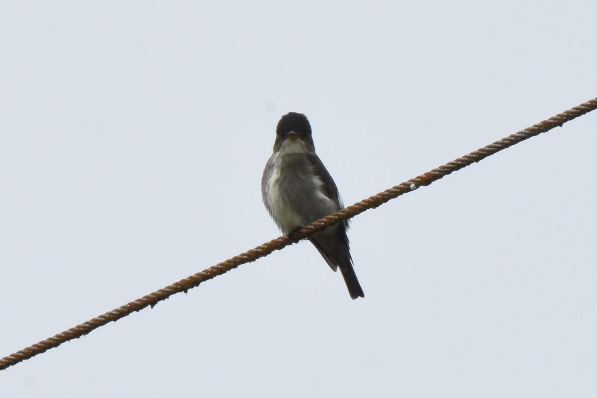 Olive-sided Flycatcher - Gonzalo Ulloa