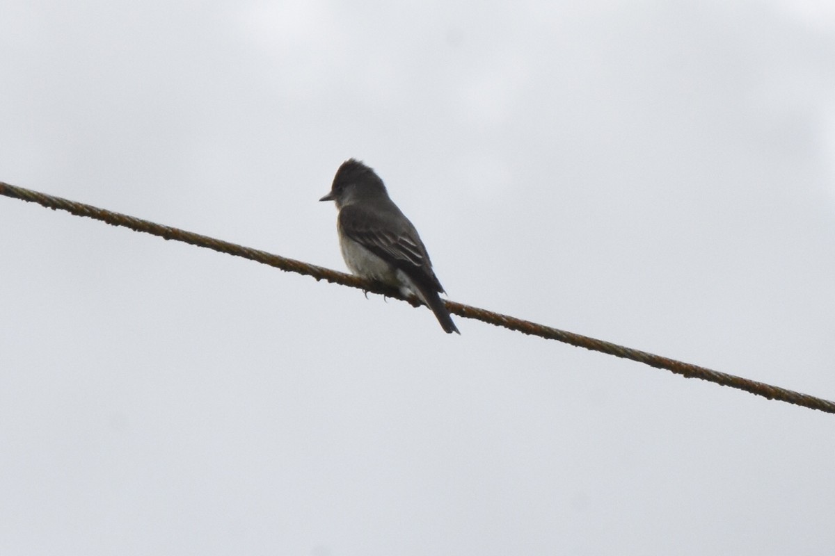 Olive-sided Flycatcher - ML58215691