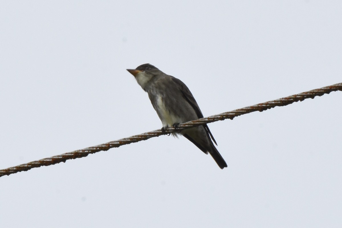 Olive-sided Flycatcher - ML58215701