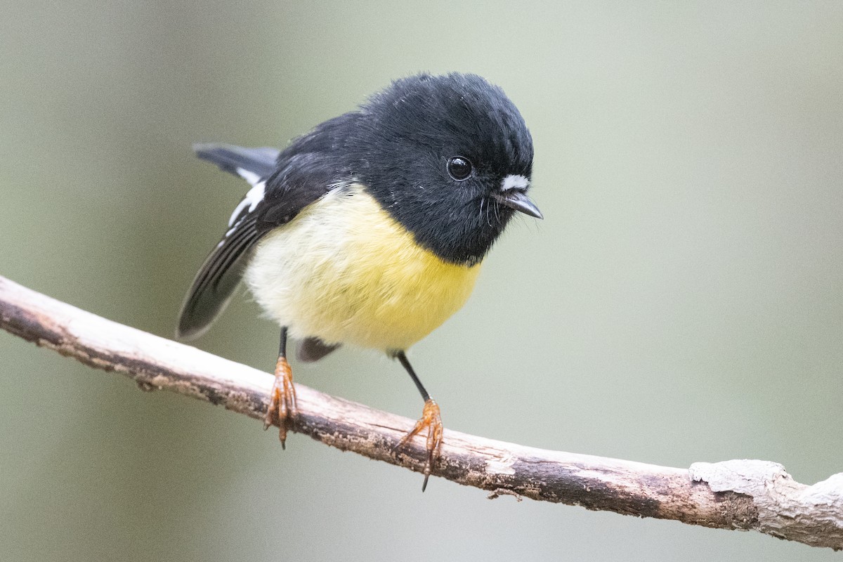 Tomtit - ML582157091