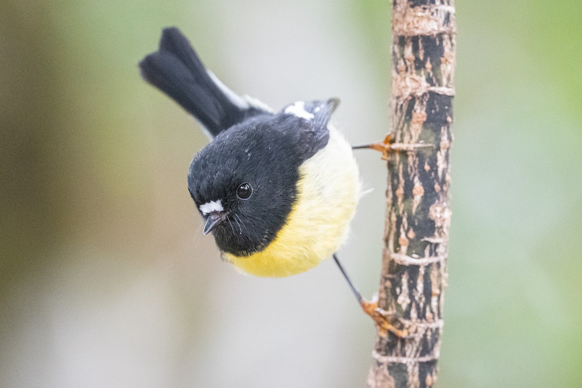 Tomtit - ML582157101