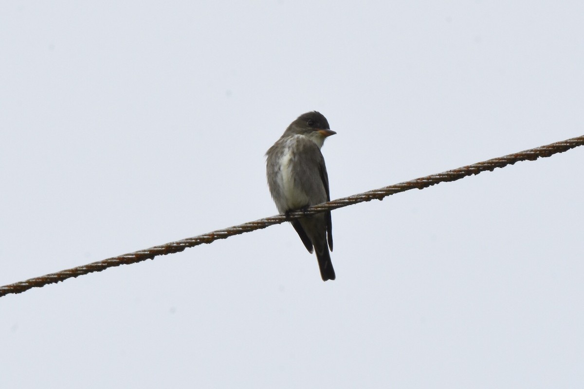 Olive-sided Flycatcher - ML58215711