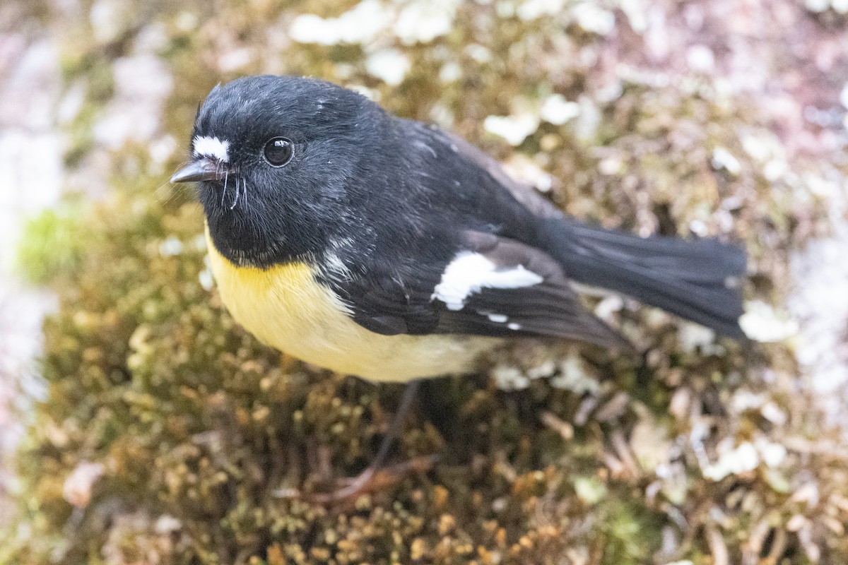 Tomtit - ML582157121