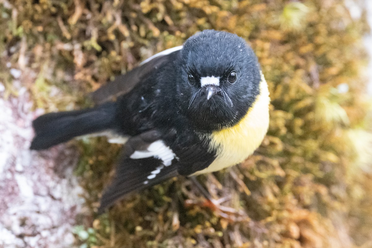 Tomtit - ML582157231