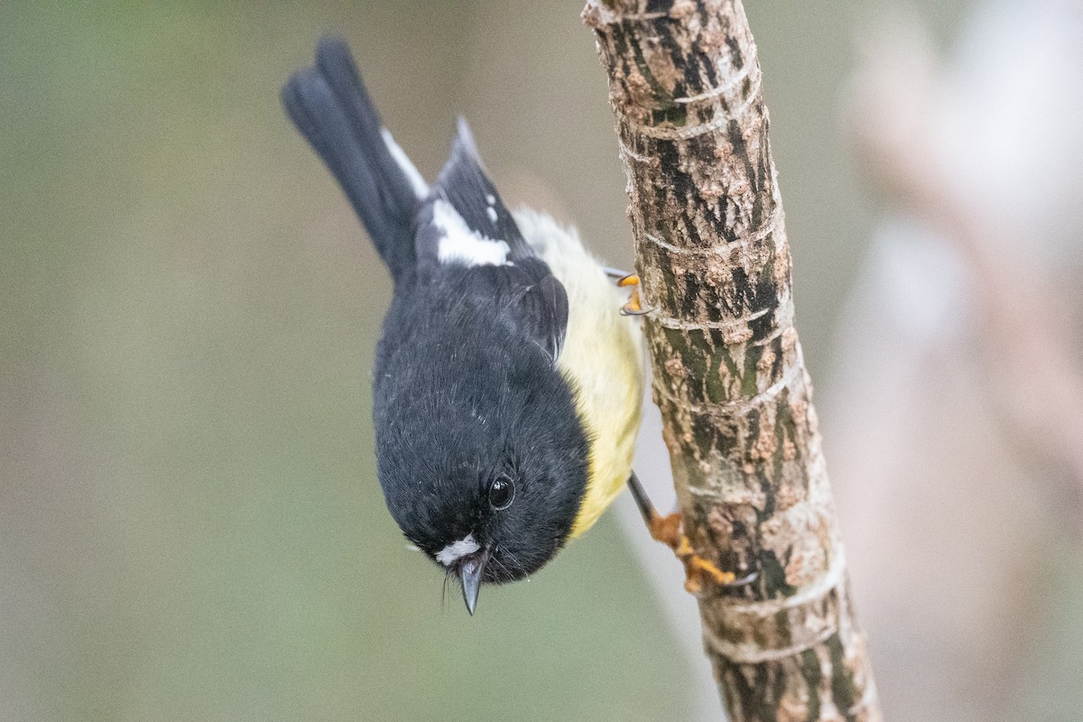 Tomtit - ML582157241