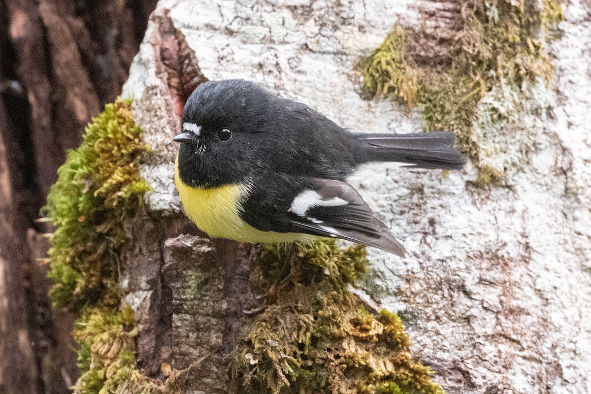 Tomtit - ML582157251