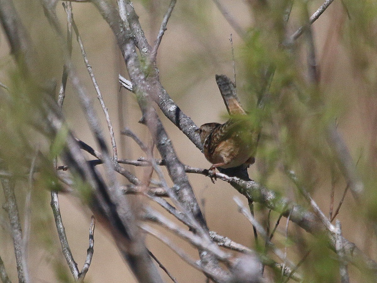 Sedge Wren - Christine Brackett