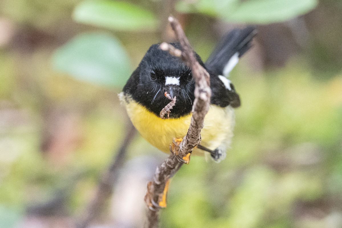 Tomtit - ML582157311