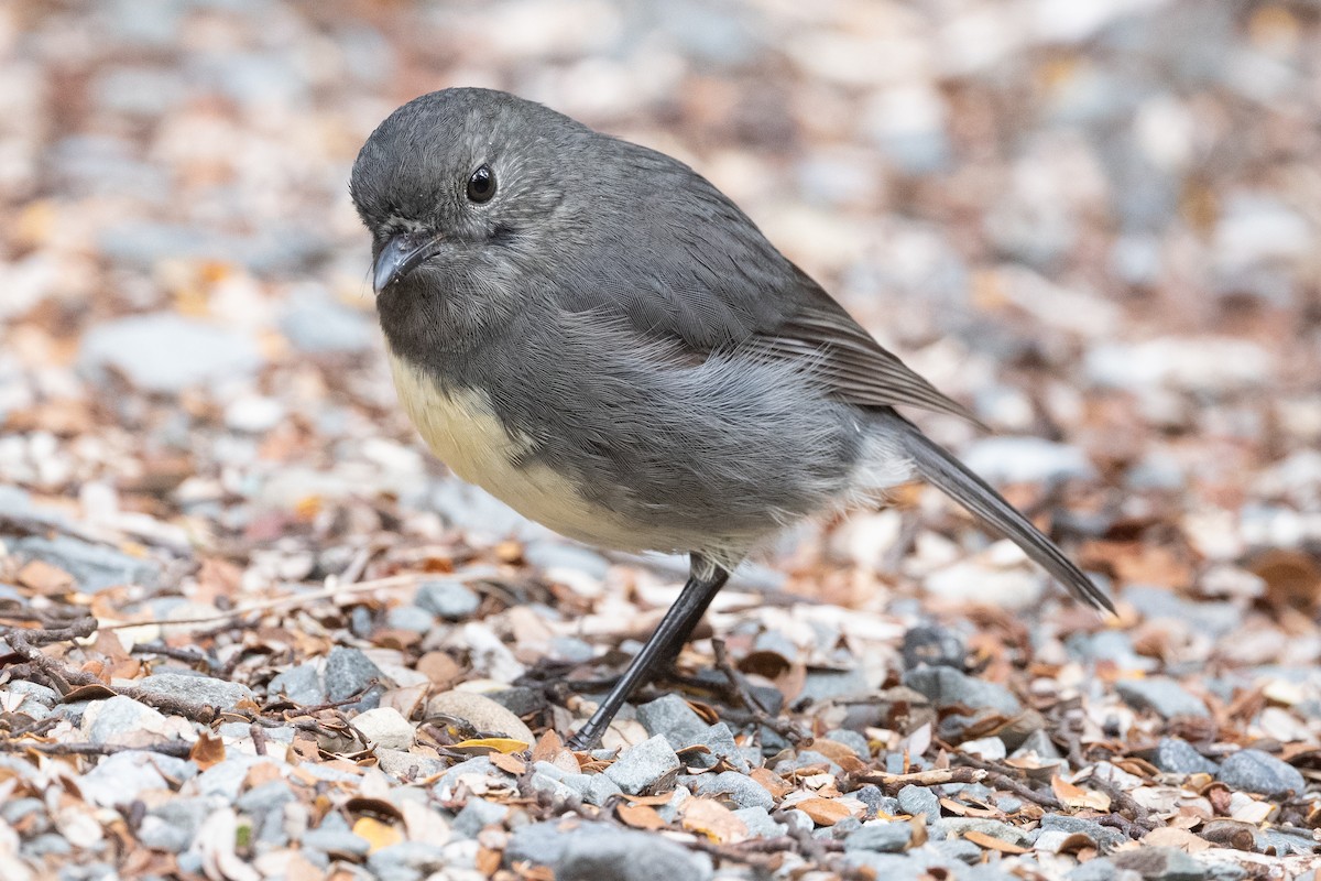 South Island Robin - ML582157331