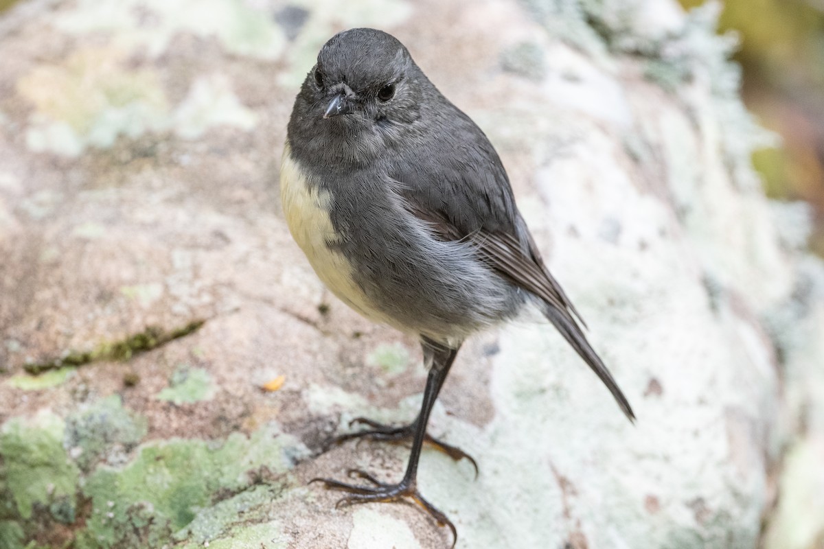 South Island Robin - ML582157341