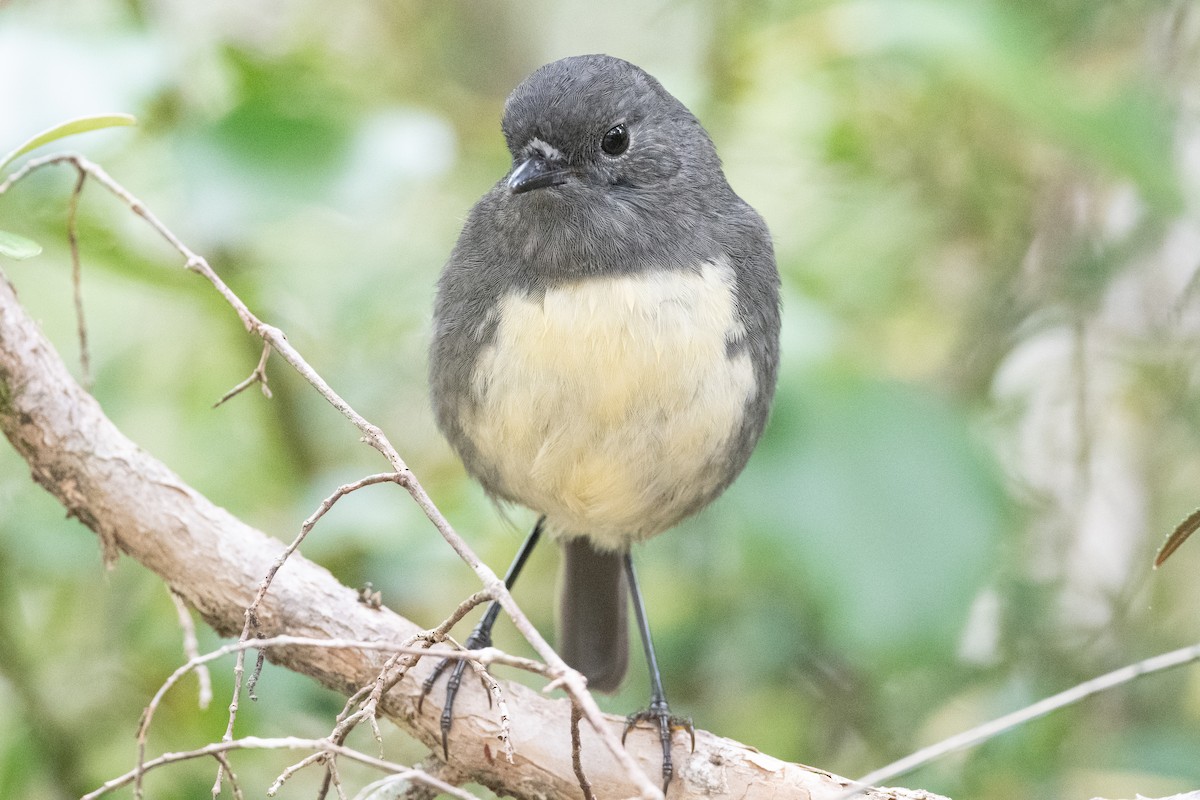 South Island Robin - ML582157351