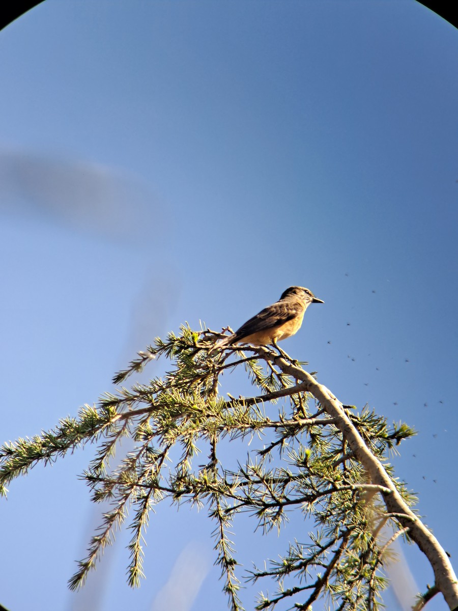 Streak-throated Bush-Tyrant - ML582158161