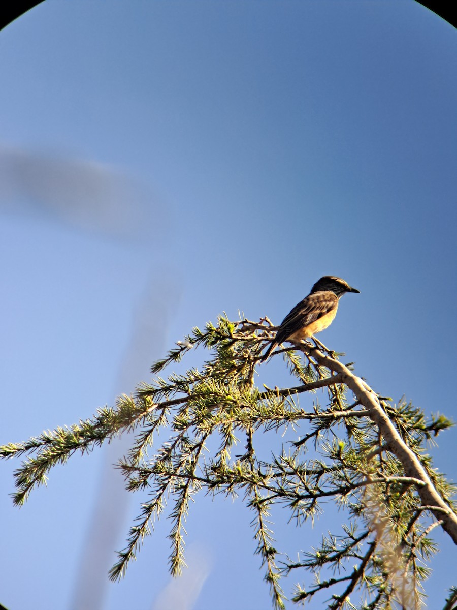 Streak-throated Bush-Tyrant - ML582158181